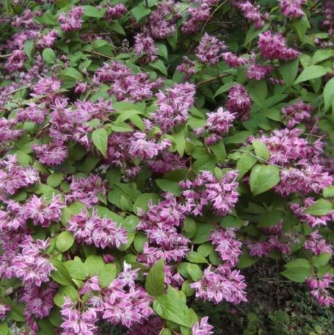 Action shrub: photos in landscape design, hedges, the best types and varieties with descriptions and names