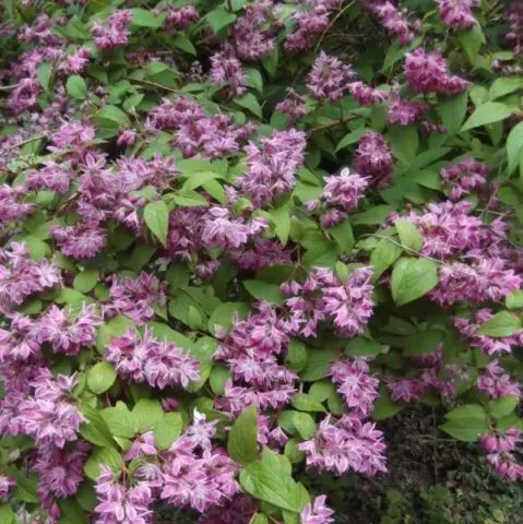 Action shrub: photos in landscape design, hedges, the best types and varieties with descriptions and names