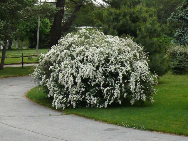 Action shrub: photos in landscape design, hedges, the best types and varieties with descriptions and names