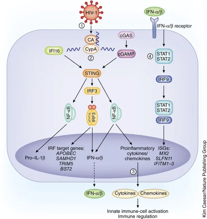 Activating the receptors helps to stop the spread of HIV