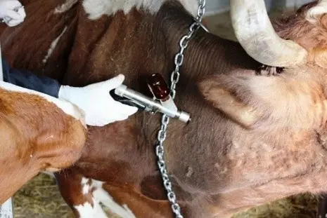 Adenovirus infection of cattle