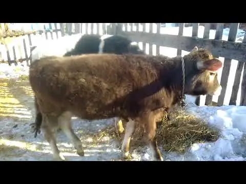 Adenovirus infection of cattle