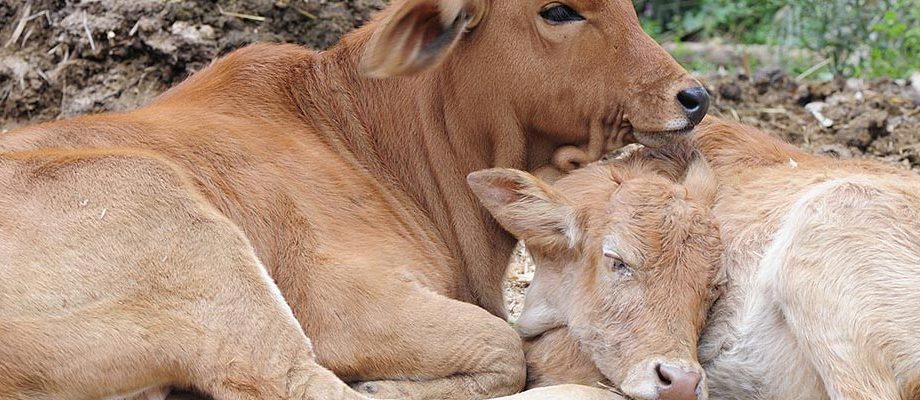 Adenovirus infection of cattle