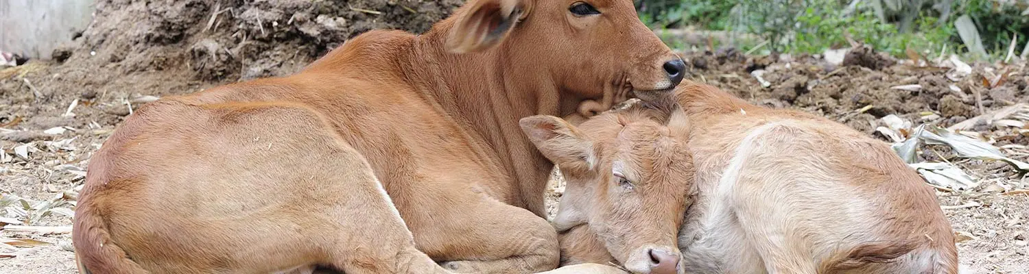 Adenovirus infection of cattle