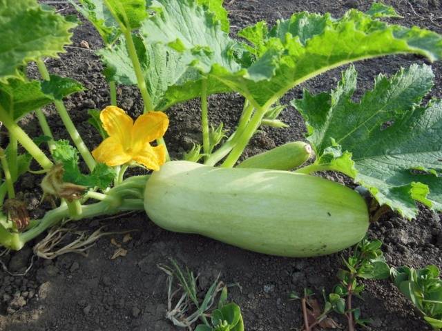 Adjika from zucchini for the winter