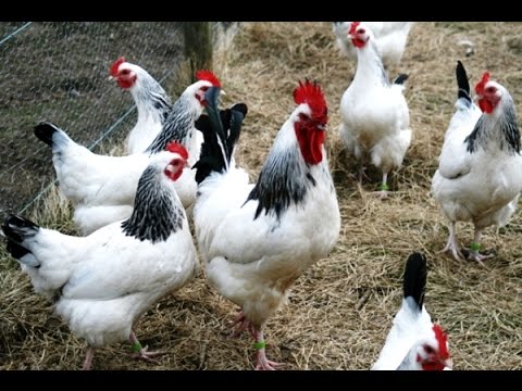 Adler breed of chickens