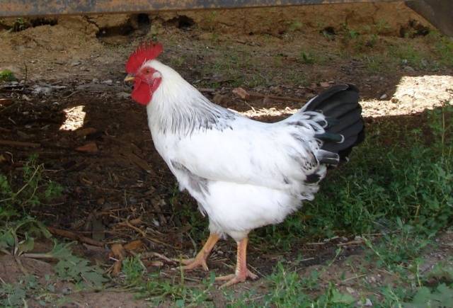 Adler breed of chickens