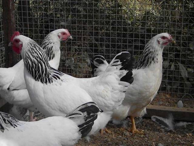 Adler breed of chickens