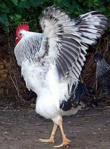 Adler breed of chickens