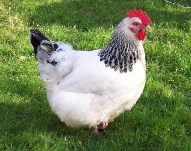 Adler breed of chickens