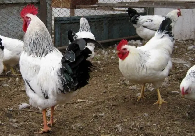 Adler breed of chickens