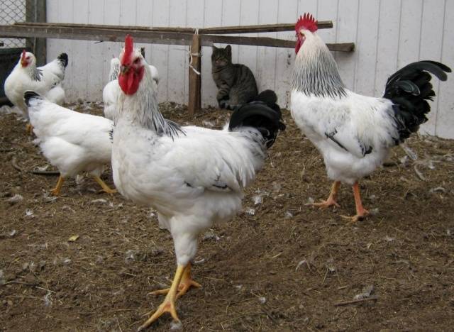 Adler breed of chickens