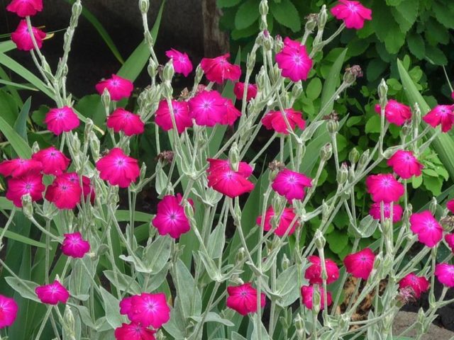 Adonis leathery (Lychnis coronata): description, photo, reproduction