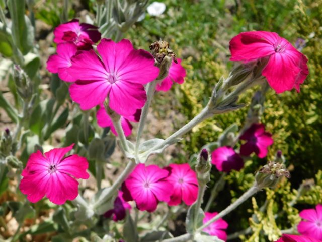 Adonis leathery (Lychnis coronata): description, photo, reproduction