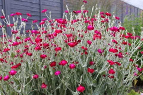 Adonis leathery (Lychnis coronata): description, photo, reproduction