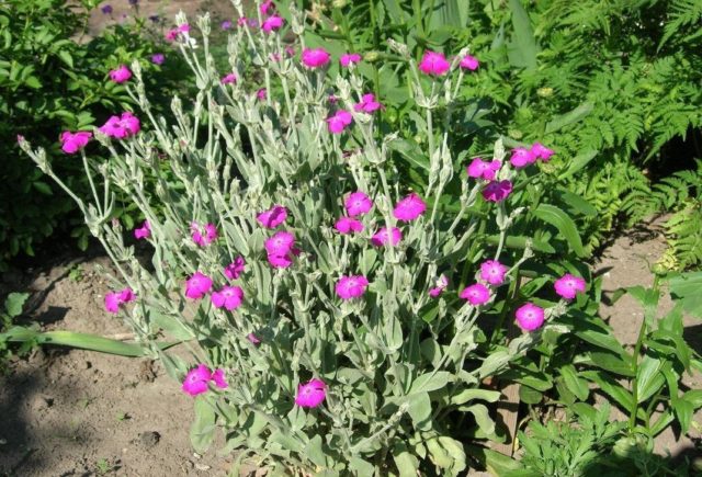 Adonis leathery (Lychnis coronata): description, photo, reproduction