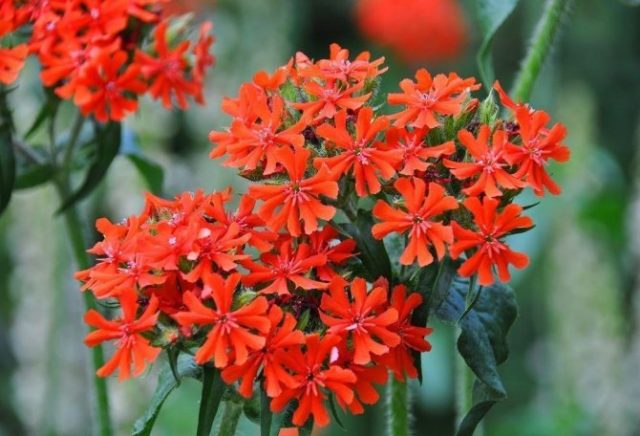 Adonis leathery (Lychnis coronata): description, photo, reproduction