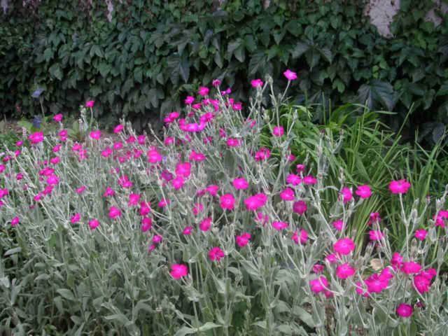 Adonis leathery (Lychnis coronata): description, photo, reproduction