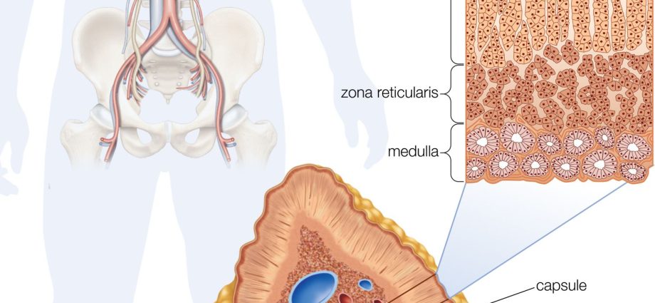 Adrenal glands &#8211; characteristics, structure, functions and diseases [EXPLAINED]