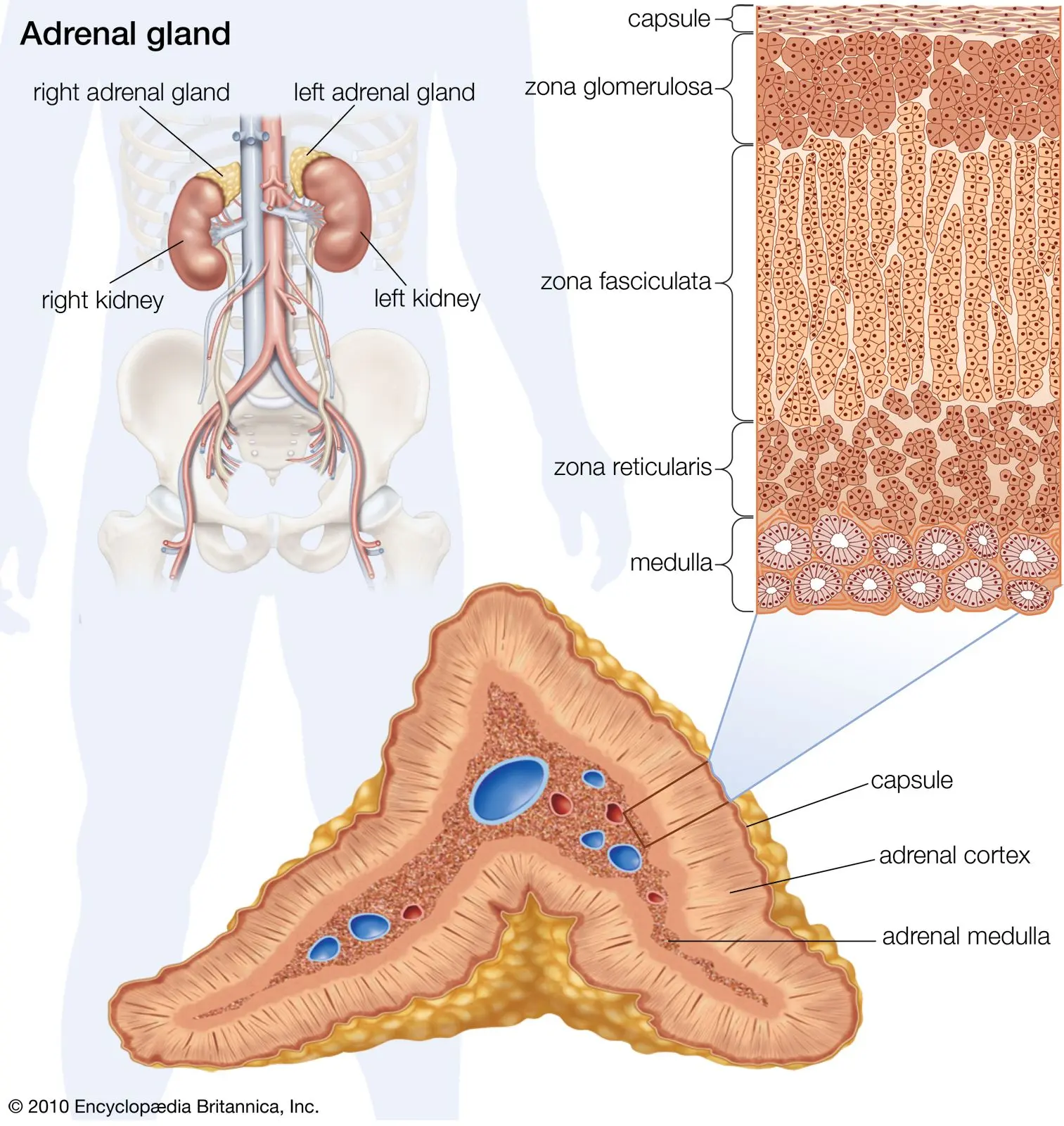 Adrenal glands &#8211; characteristics, structure, functions and diseases [EXPLAINED]