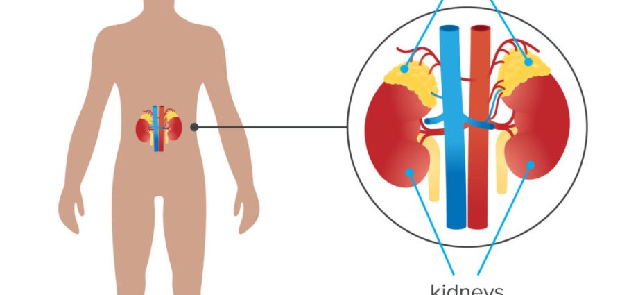 Adrenal glands &#8211; what are their functions?