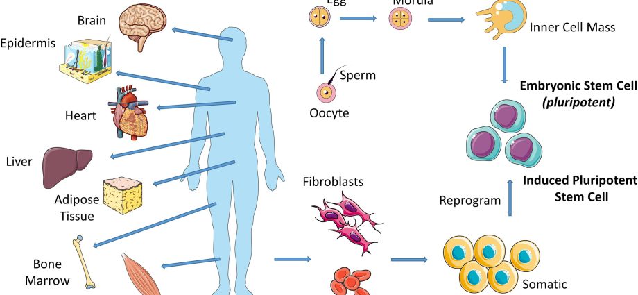 Adult skin cells can be converted to cartilage