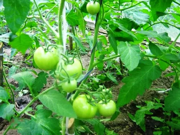 Advantages and description of tomatoes Pink Paradise f1