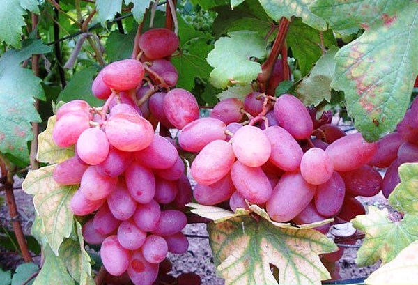 Advantages of Victor grapes and its disadvantages