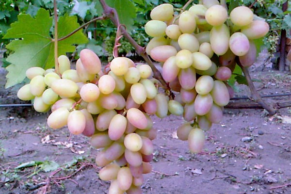 Advantages of Victor grapes and its disadvantages