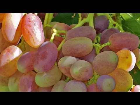 Advantages of Victor grapes and its disadvantages