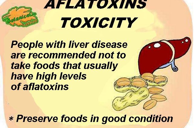 Aflatoxins and intoxication of the body. Aflatoxins on spoiled food