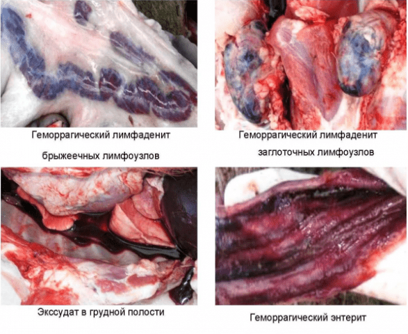 African swine fever