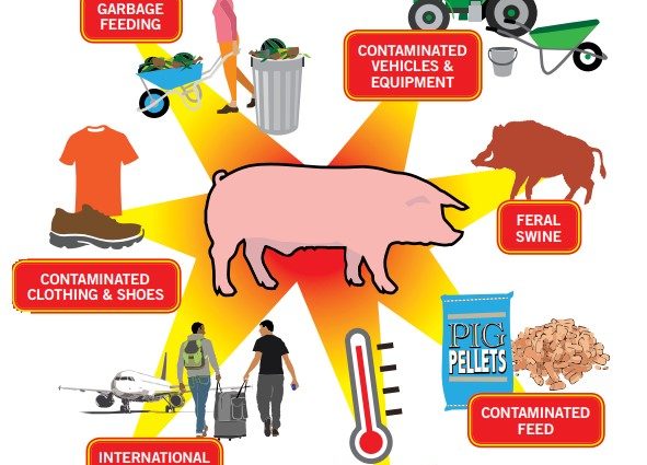 African swine fever