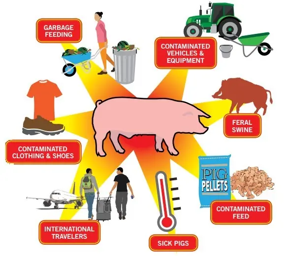 African swine fever