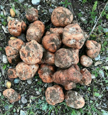 African truffle (steppe): edibility, description and photo