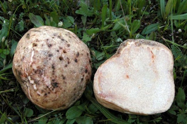 African truffle (steppe): edibility, description and photo