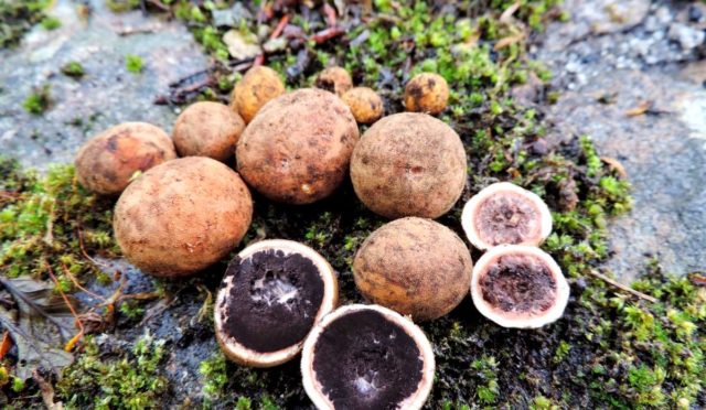 African truffle (steppe): edibility, description and photo