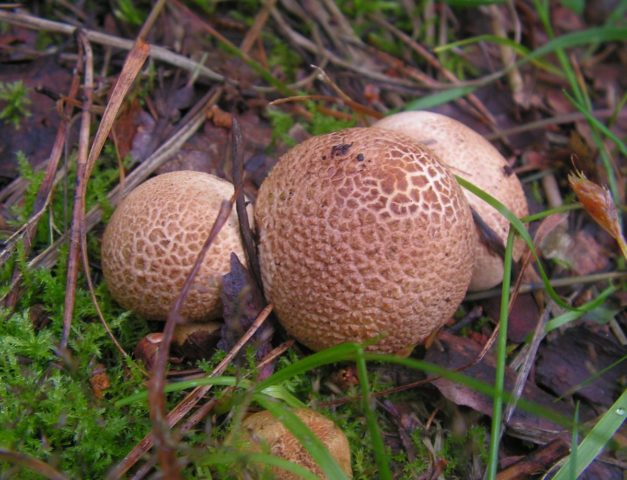 African truffle (steppe): edibility, description and photo