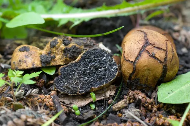 African truffle (steppe): edibility, description and photo