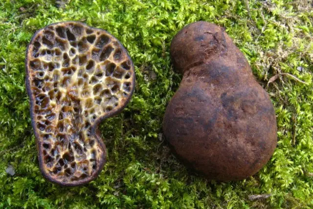 African truffle (steppe): edibility, description and photo