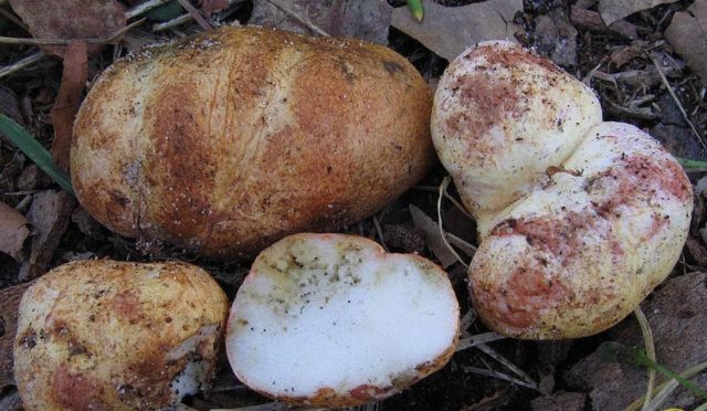 African truffle (steppe): edibility, description and photo