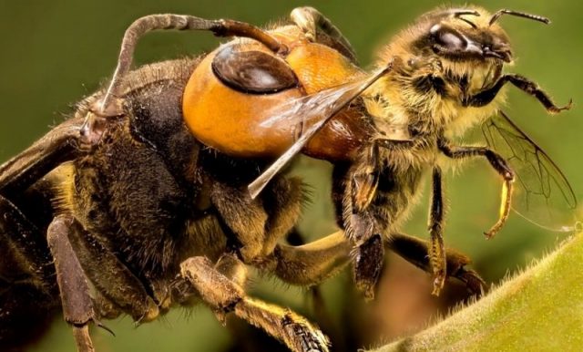 Africanized bee