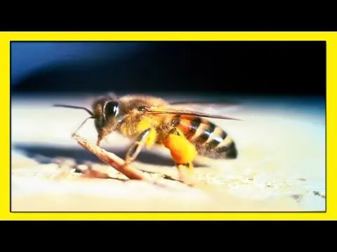 Africanized bee