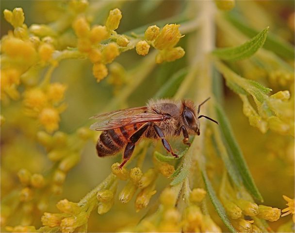 Africanized bee