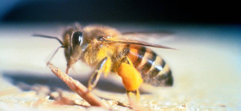 Africanized bee