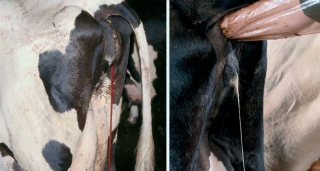 After insemination, a cow has white discharge: causes and treatment