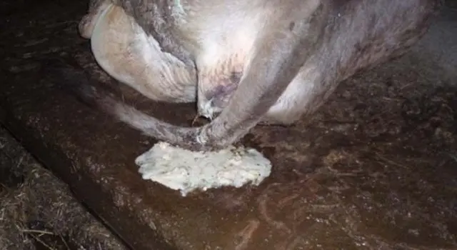 After insemination, a cow has white discharge: causes and treatment