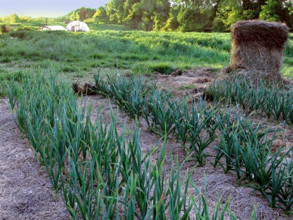 After that, you can plant garlic before winter: predecessors