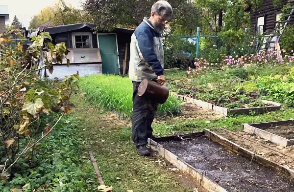 After that, you can plant garlic before winter: predecessors