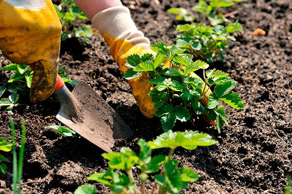 After that, you can plant strawberries in the fall and you can’t